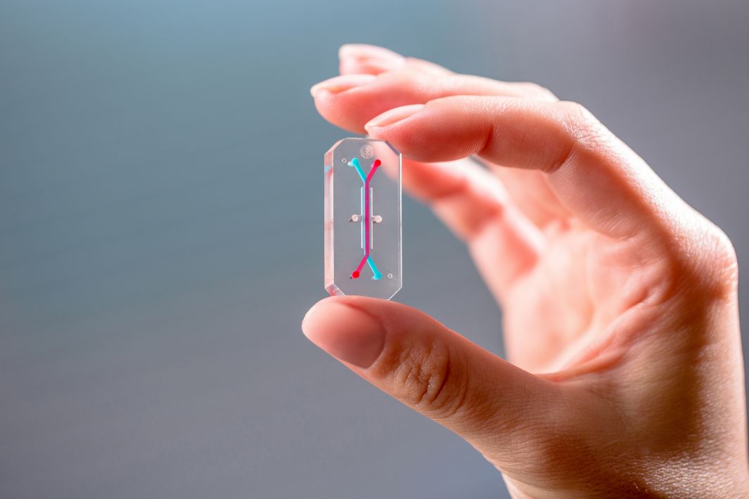 And Organ-Chip